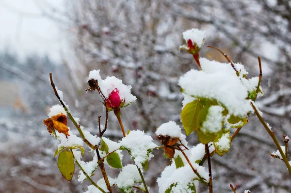 Uitzicht Besneeuwde Planten Winter — Stockfoto