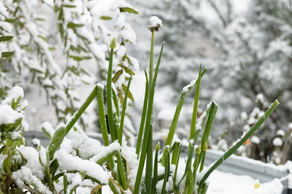 Uitzicht Besneeuwde Planten Winter — Stockfoto