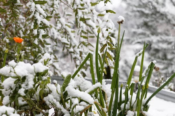 Вид Заснеженных Растений Зимой — стоковое фото