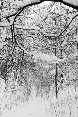 Kışın karlı bir orman manzarası