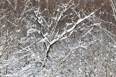 Kışın karlı bir orman manzarası