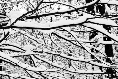 Kışın karlı bir orman manzarası