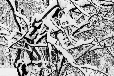 Kışın karlı bir orman manzarası