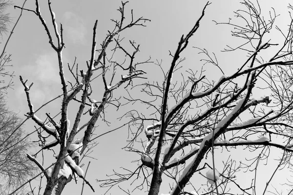 Vista Bianco Nero Dei Rami Innevati Contro Cielo Limpido — Foto Stock