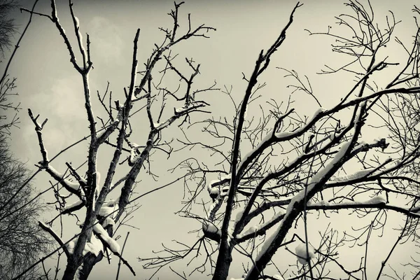 Vue Noir Blanc Des Branches Enneigées Contre Ciel Dégagé — Photo