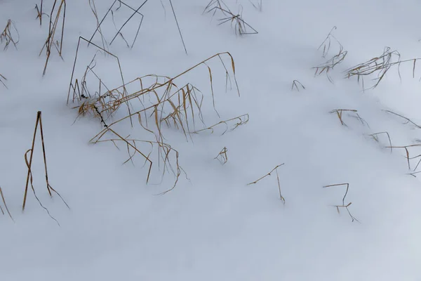 View Brown Blades Grass Sticking Out Snow — Stock Photo, Image