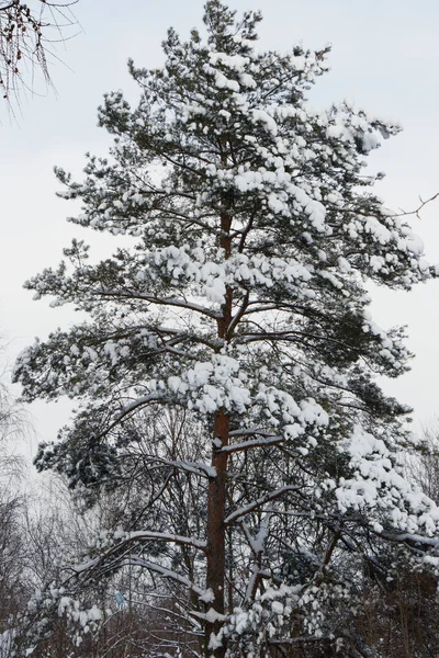 Widok Centralny Sosny Pokrytej Śniegiem Zimie — Zdjęcie stockowe