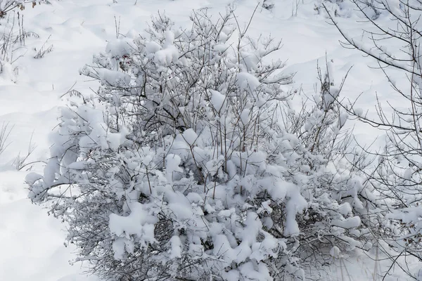 Vista Dall Alto Cespuglio Innevato Inverno — Foto Stock