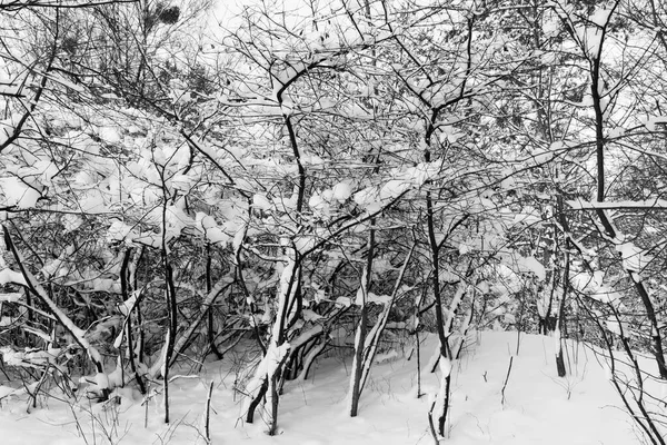 Widok Zaśnieżony Las Zimie — Zdjęcie stockowe