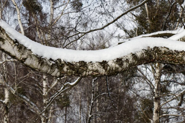 Vista Una Foresta Innevata Inverno — Foto Stock