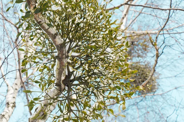 在蓝天的映衬下 鸟瞰着一棵长着绿色寄生的树 — 图库照片