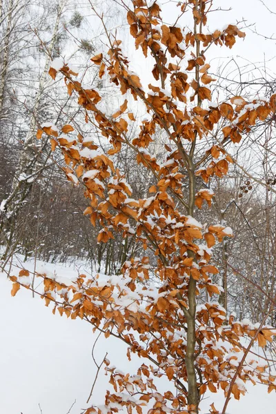 Vista Albero Con Foglie Autunnali Paesaggio Invernale — Foto Stock