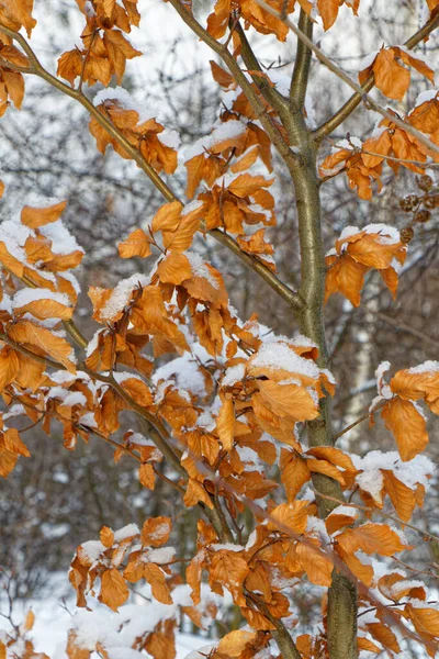 Zbliżenie Widok Drzewa Jesiennymi Liśćmi Zimowym Krajobrazie — Zdjęcie stockowe