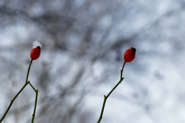 Close Vista Sobre Espinheiro Vermelho Inverno — Fotografia de Stock