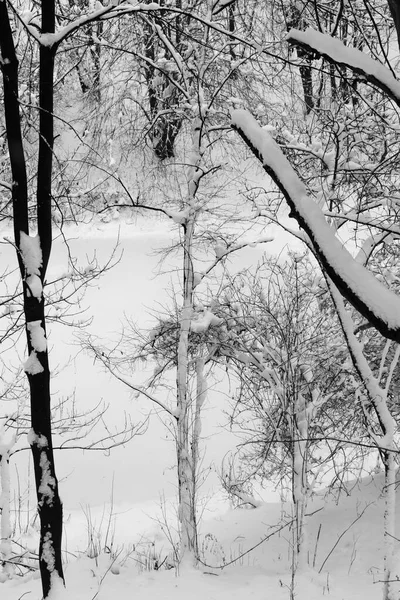 Widok Zaśnieżony Las Zimie — Zdjęcie stockowe