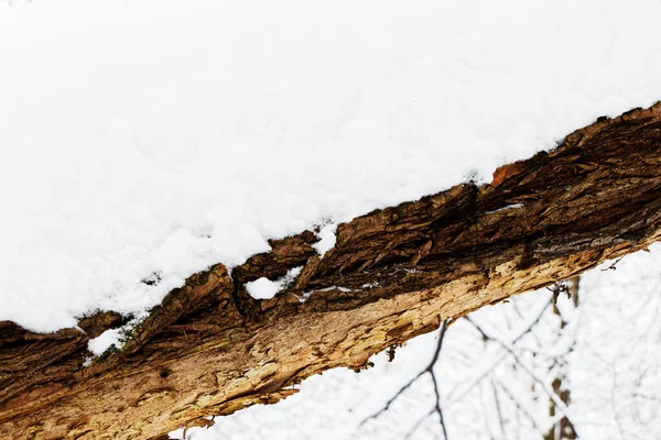 Vista Vicino Ramo Spesso Coperto Neve Paesaggio Invernale — Foto Stock