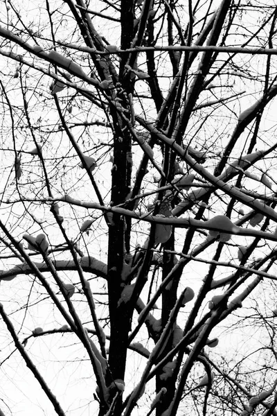 Vista Galhos Árvore Cobertos Neve Contra Céu Limpo Inverno — Fotografia de Stock