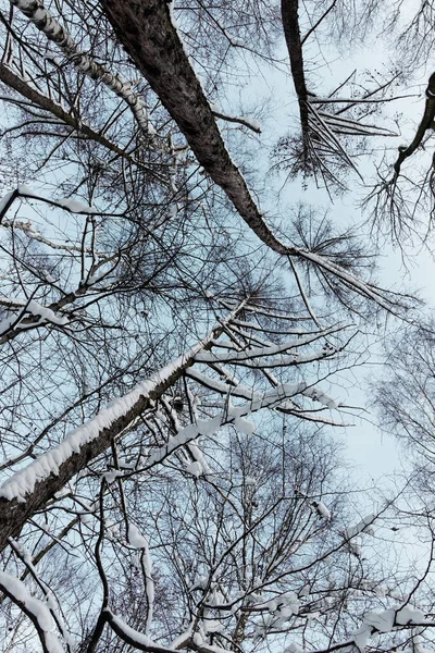 Widok Pokryte Śniegiem Korony Drzew Zimie — Zdjęcie stockowe