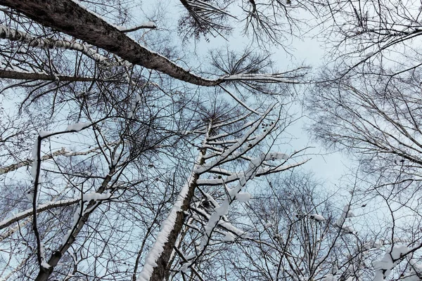 Вид Зверху Снігові Покриті Дерев Яними Коронами Взимку — стокове фото
