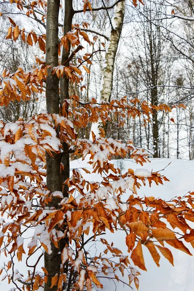 Вид Липу Осенними Листьями Зимнем Пейзаже — стоковое фото