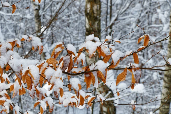 Close Zicht Een Lindetak Met Herfstbladeren Een Winterlandschap — Stockfoto