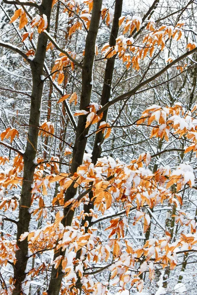 Вид Липу Осенними Листьями Зимнем Пейзаже — стоковое фото