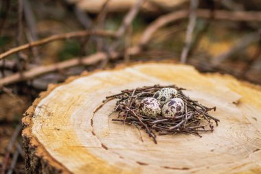 Yuvada bıldırcın yumurtası