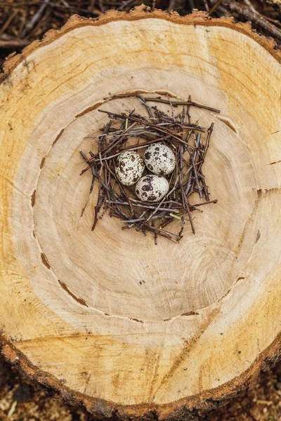 Wachteleier im Nest — Stockfoto