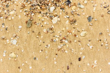 Arka planda kum olan deniz kabukları