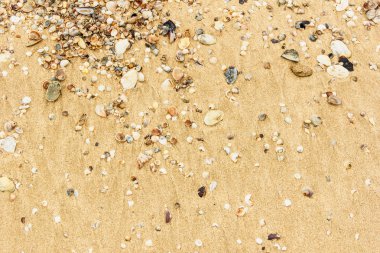 Arka planda kum olan deniz kabukları