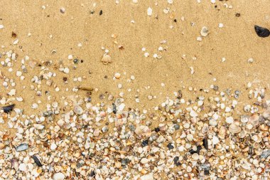 Arka planda kum olan deniz kabukları