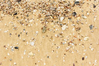 Arka planda kum olan deniz kabukları
