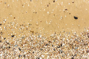 Arka planda kum olan deniz kabukları
