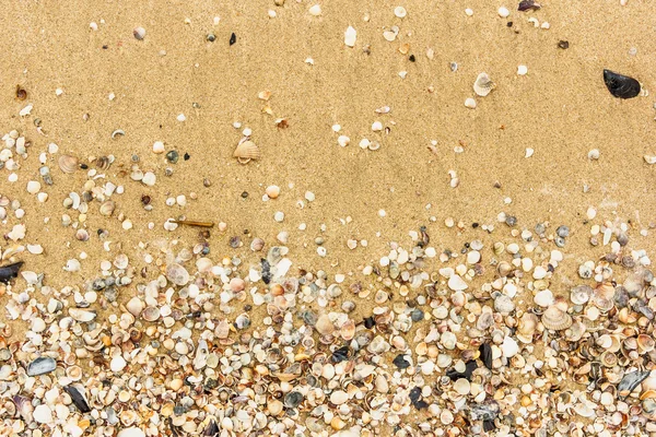 Arka planda kum olan deniz kabukları