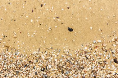 Arka planda kum olan deniz kabukları