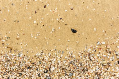 Arka planda kum olan deniz kabukları