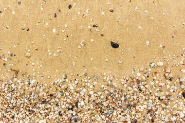 Arka planda kum olan deniz kabukları