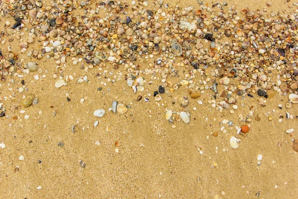 Muslingeskaller med sand som baggrund - Stock-foto