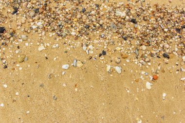 Arka planda kum olan deniz kabukları