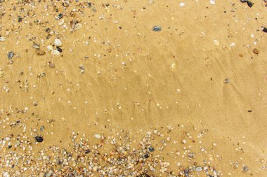 Arka planda kum olan deniz kabukları