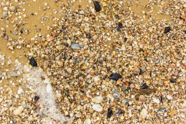 Arka planda kum olan deniz kabukları