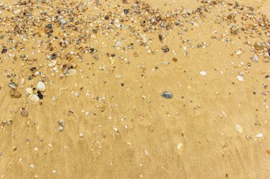 Arka planda kum olan deniz kabukları