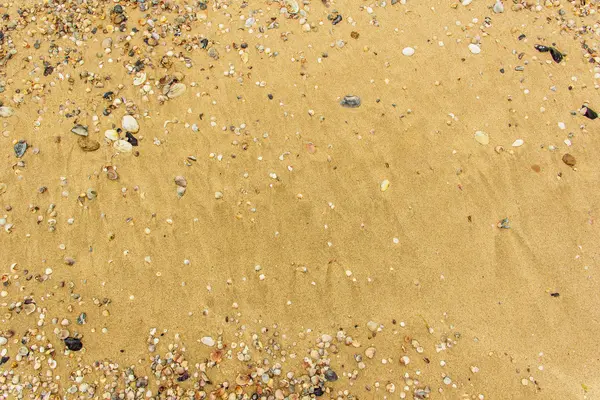 Muscheln mit Sand als Hintergrund — Stockfoto