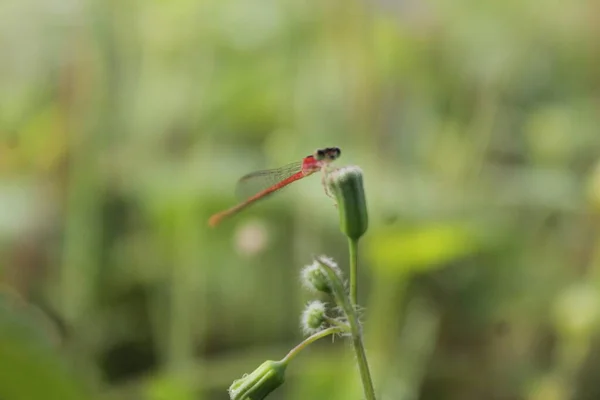 Libélula Vermelha Livre Macro Natural Bonito Papel Parede — Fotografia de Stock