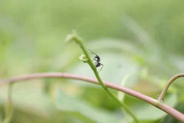 Fourmi Noire Fermer Une Fourmi Rouge Sur Fond Feuilles Vertes — Photo