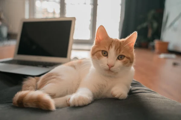 Turuncu tekir kedi, yumuşak, yeşil bir yastığın üzerinde, defterin önünde yatıyor. Güneş ışığı, dizüstü bilgisayar, bitkiler ve perde. Evde kal. Tecrit ya da karantina.