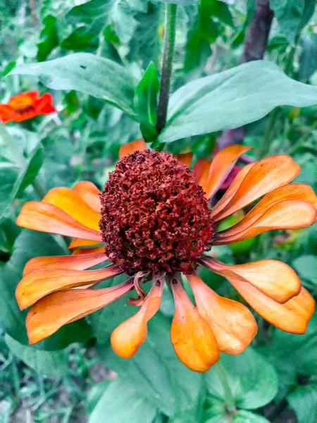 Zinnia elegans, Zinnia ihlali, gençlik ve yaş, sıradan zinnia, zarif zinnia. soluk ve çürük portakal çiçeği. Yakın plan. ev hobisi bahçe işleri.