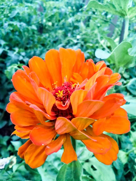 Zinnia elegans, Zinnia ihlali, gençlik ve yaş, sıradan zinnia, zarif zinnia. portakal çiçeği. Yakın plan. ev hobisi bahçe işleri.