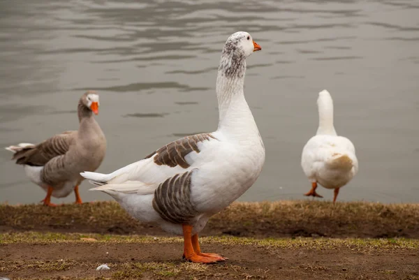 Tres Patos Las Proximidades Del Agua Mirando Hacia Lado — Foto de Stock