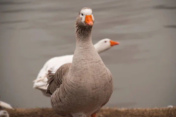 Hnědá Kachna Čelí Oranžovému Zobáku Prázdné Hvězdy — Stock fotografie